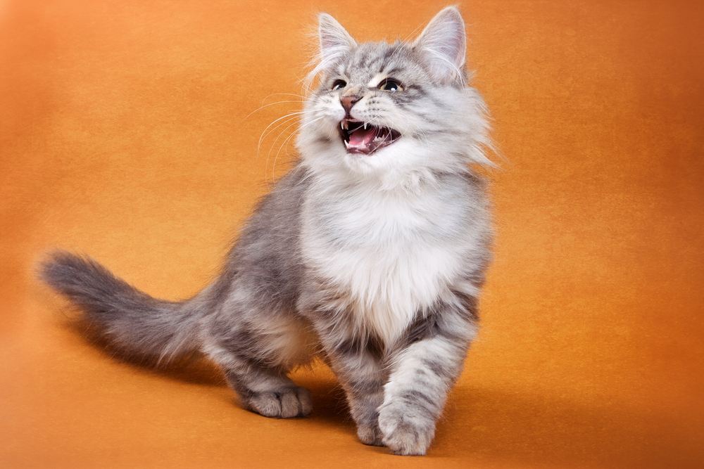 Chat gris duveteux émettant un couinement.