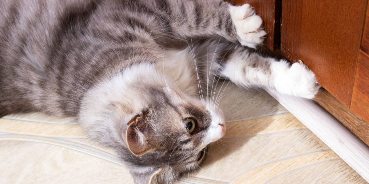 Un chat gris essaie d'ouvrir une porte fermée