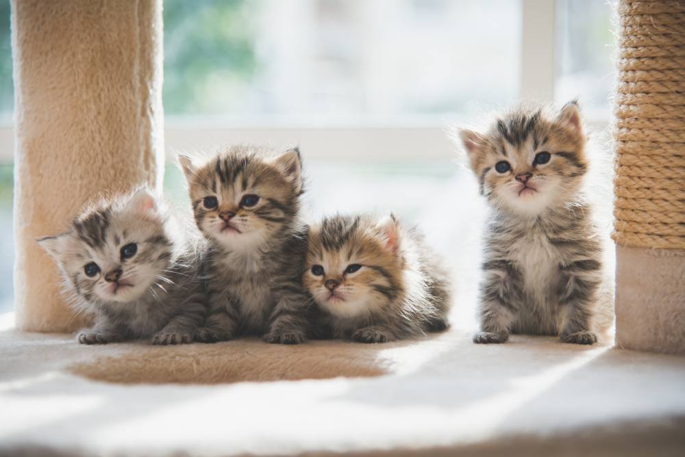 Groupe de chatons persans assis sur une tour à chat