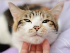 Happy cat is pleased with hand stroking