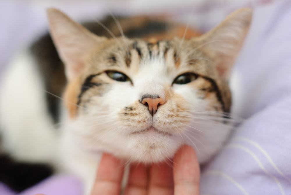 Un chat heureux est ravi d'être caressé par la main