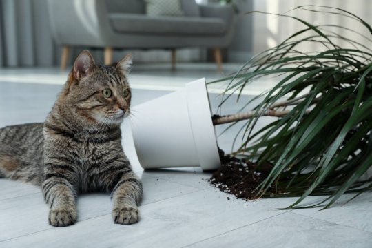 Comment discipliner un chat de la bonne manière