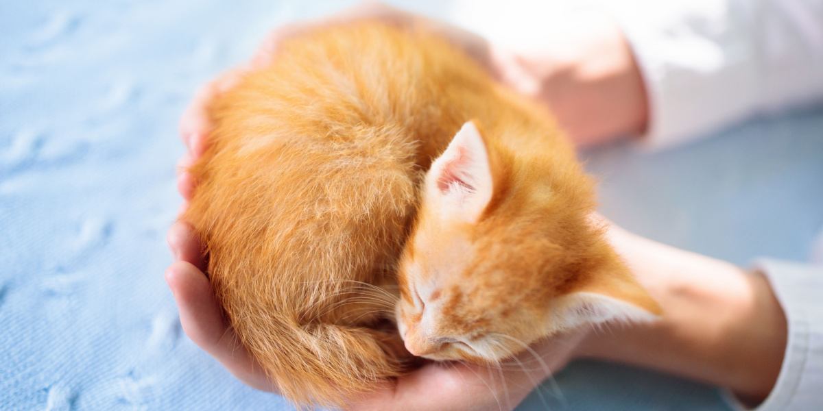 Chaton endormi dans les mains d'un homme