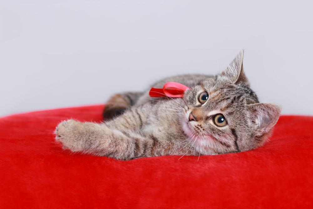 Un chaton avec un nœud rouge se repose