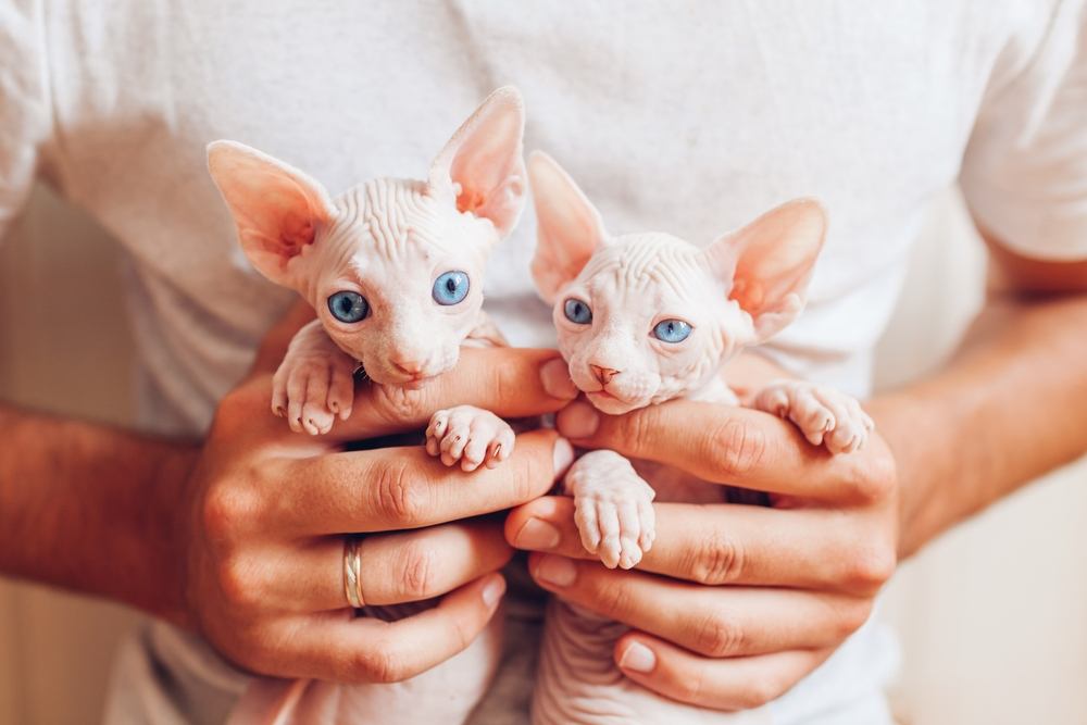 Homme tenant deux chatons sphynx canadiens