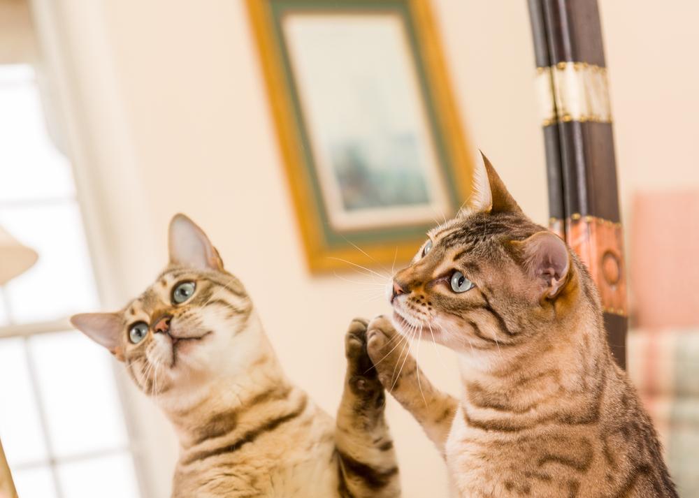 Chaton bengal orange et marron regardant son reflet dans le miroir