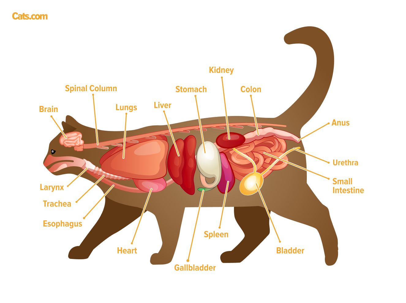 Une image liée aux organes félins, illustrant peut-être l'anatomie des organes internes d'un chat.