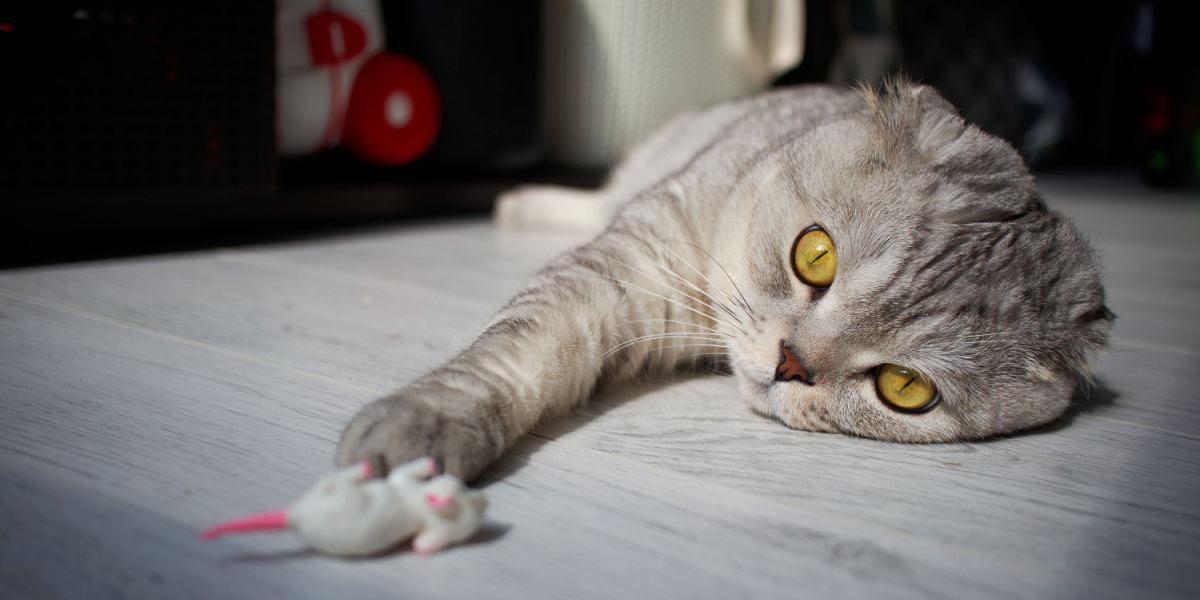 Le chat Scottish Fold est allongé sur le sol et tend sa patte