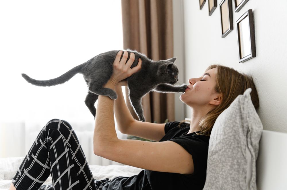 Chaton écossais dans les bras de la fille