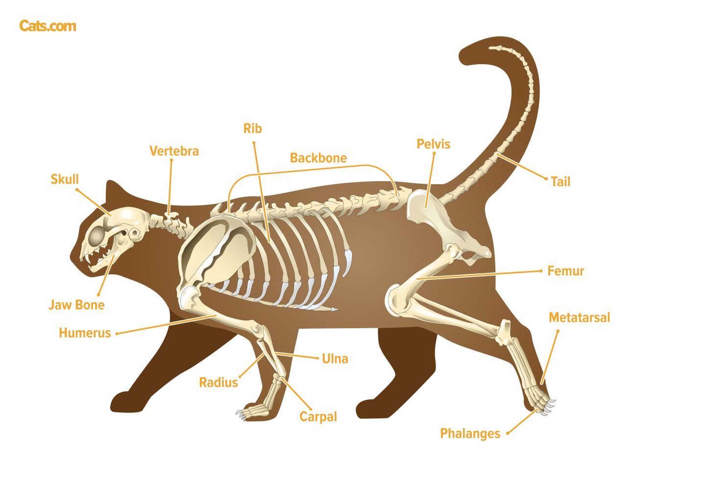 La queue de votre chat fait partie de son anatomie squelettique et représente 10 % de tous les os du corps !