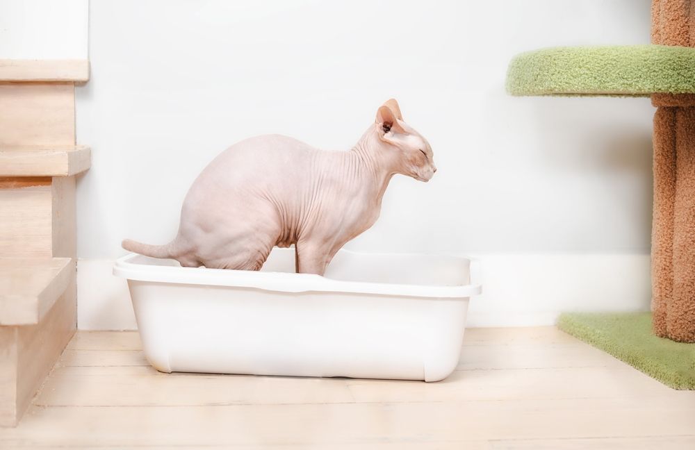 Chat Sphynx utilisant une litière ou des toilettes.