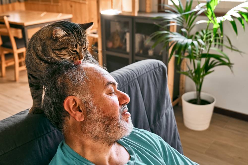 Chat tigré léchant la tête d'un homme barbu