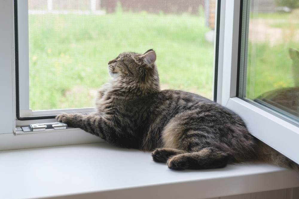 Chaton tigré assis sur le rebord de la fenêtre en été.