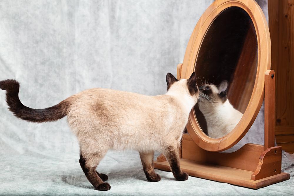 Le chat se regarde dans un miroir de bureau avec un cadre en bois.