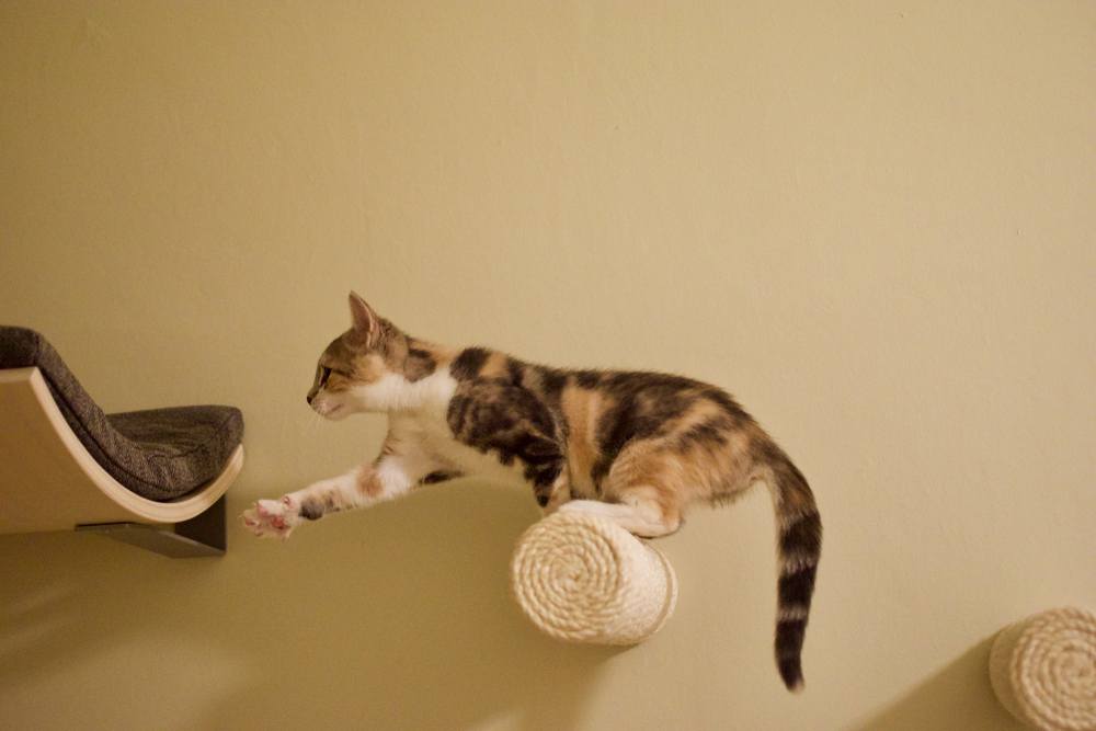 Chat écaille de tortue atteignant la dernière marche sur un mur d'escalade pour chats