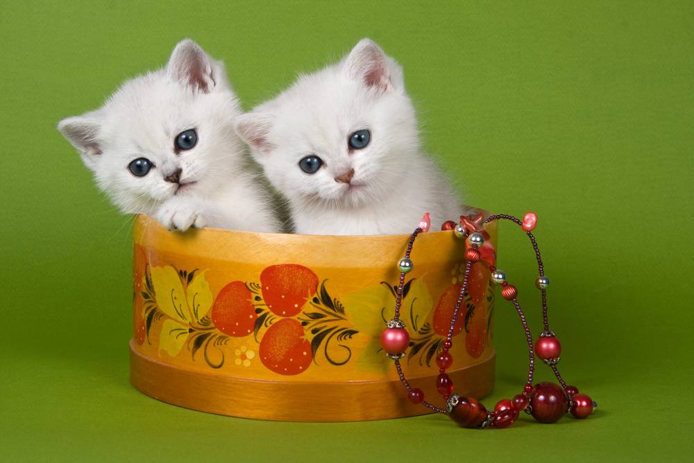 Deux chatons blancs et duveteux