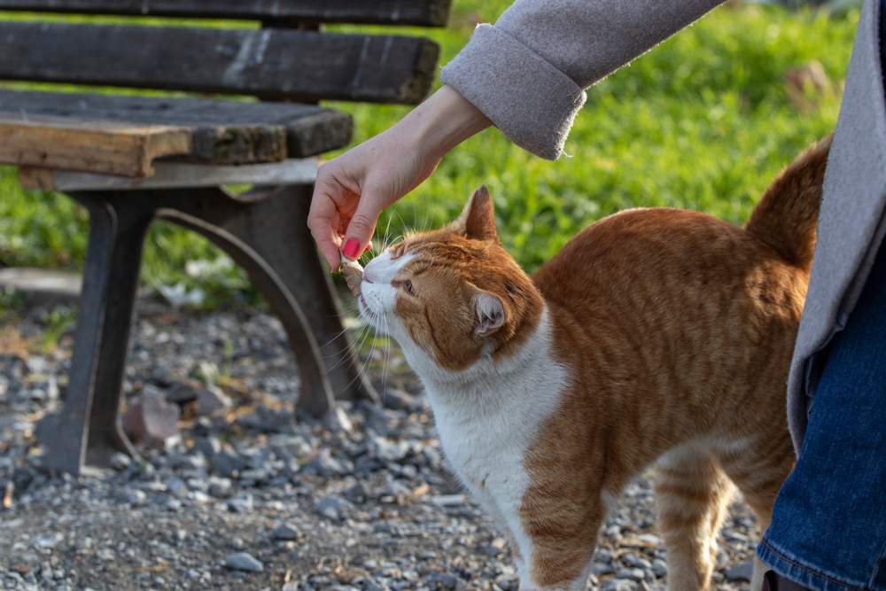 Une femme nourrit un chat errant