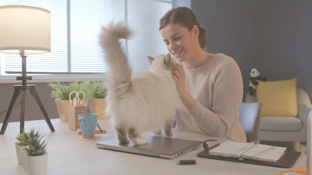 Femme assise à son bureau à la maison et câlinant son beau chat