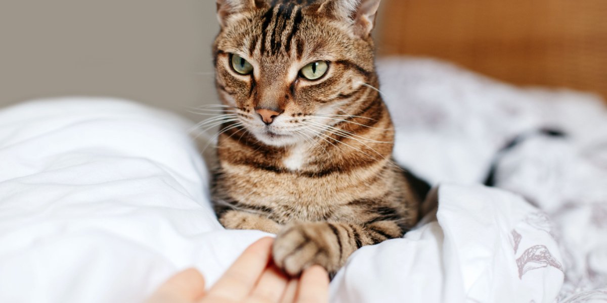 Une femme partage des moments affectueux avec un groupe de chats. L'image capture le lien entre la femme et ses compagnons félins alors qu'elle les touche et interagit avec eux.