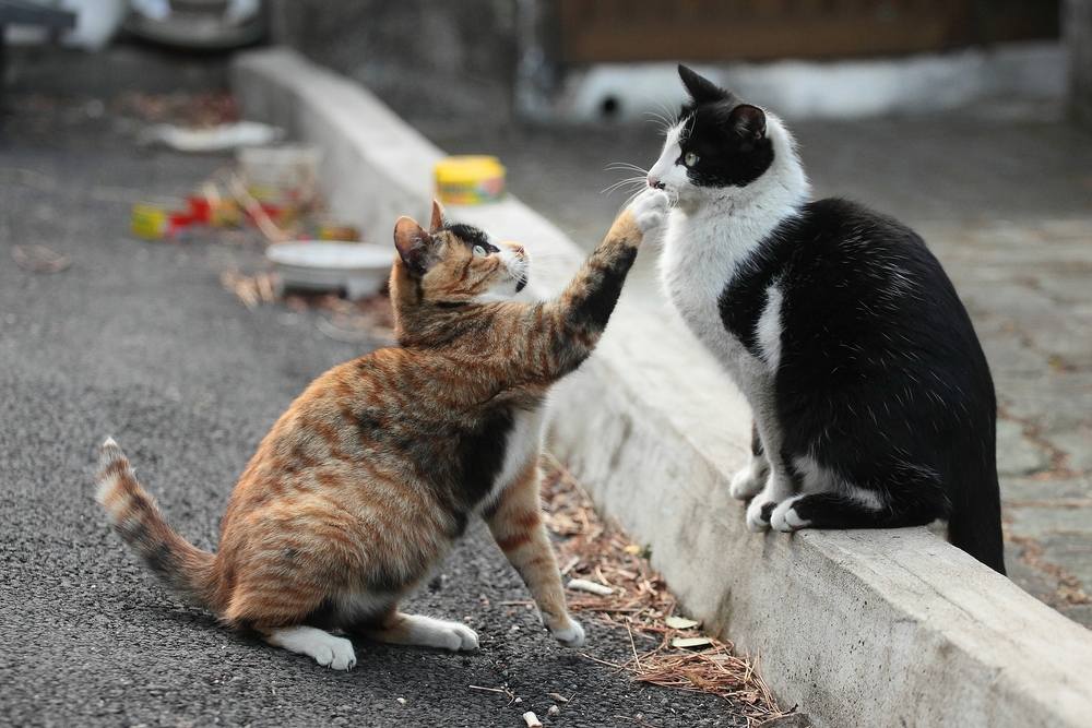 un chat qui tend la main vers un ami assis