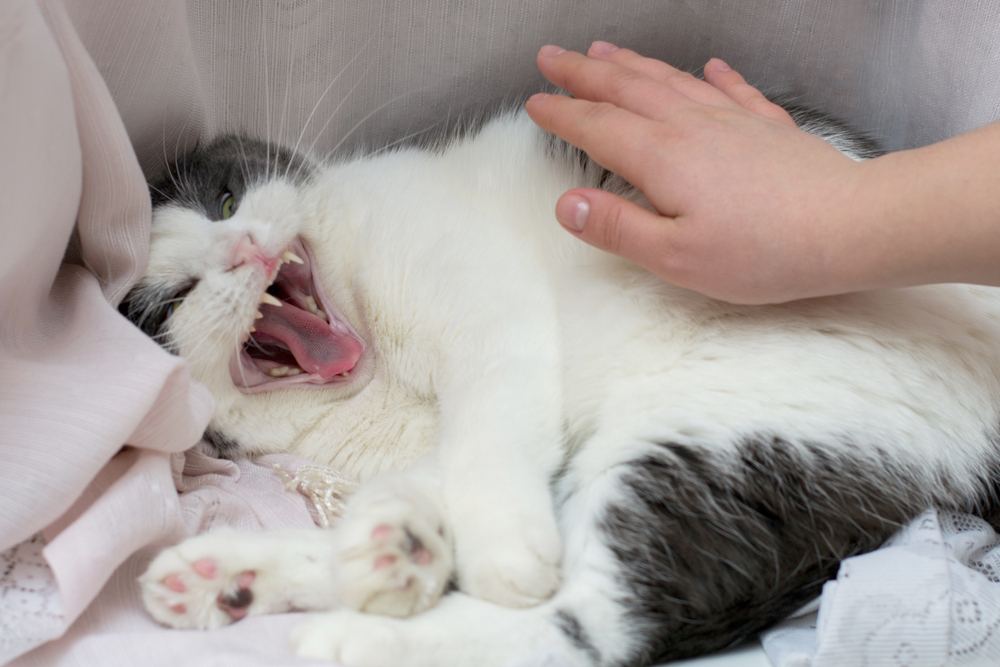 un chat fou et la main du propriétaire essayant de le caresser