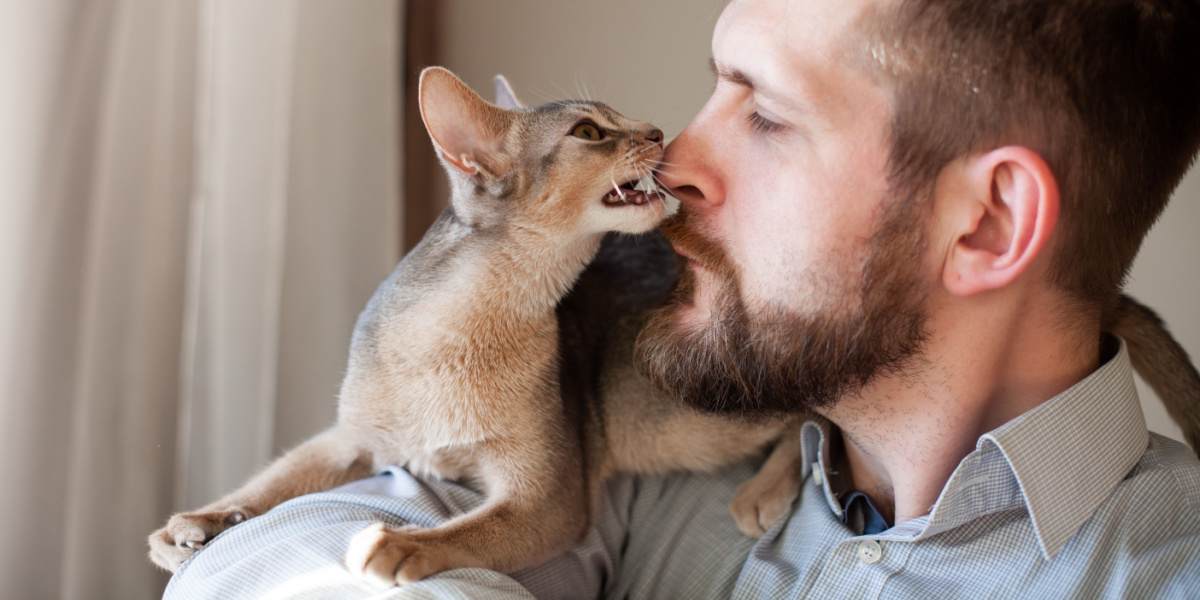 Un chaton abyssin mordille joyeusement le nez d'un homme barbu, témoignant d'un délicieux moment d'interaction et d'affection entre les espèces.