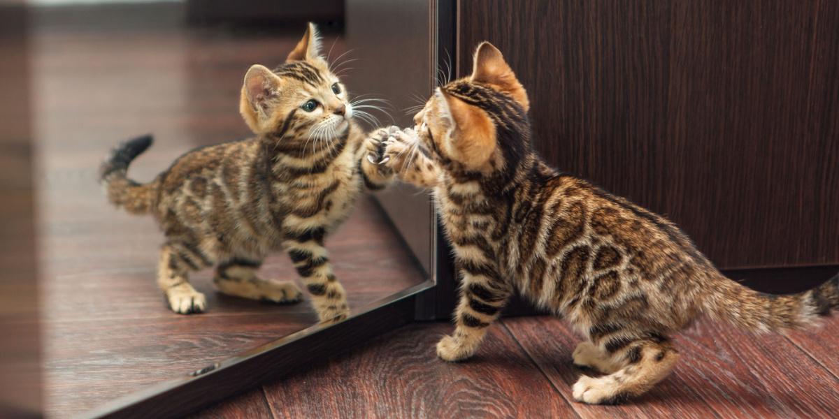 chaton bengal regardant dans le miroir