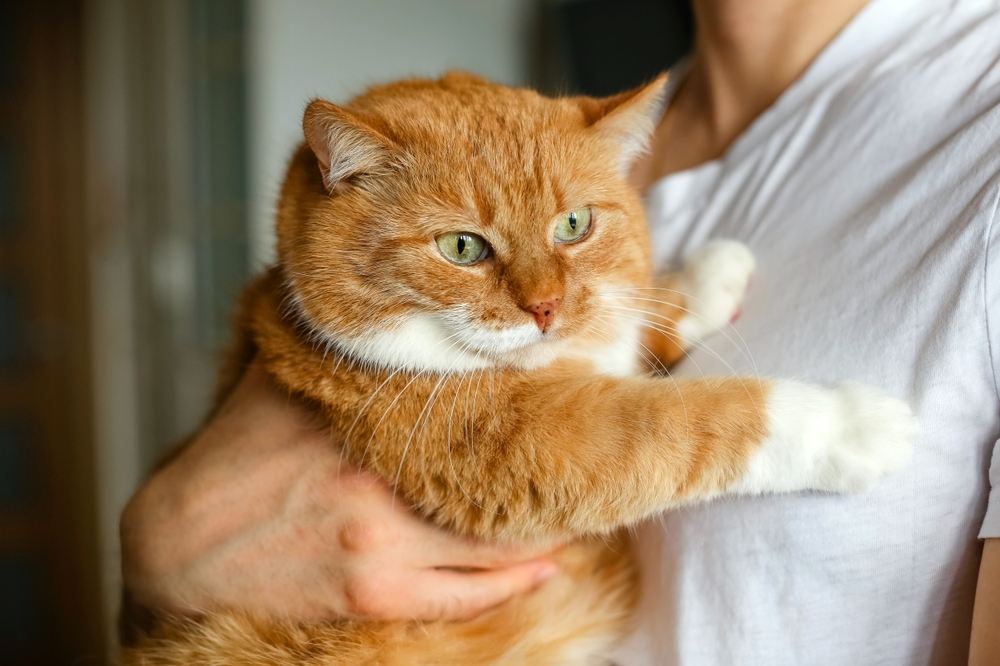 Portrait d'un gros chat roux potelé.