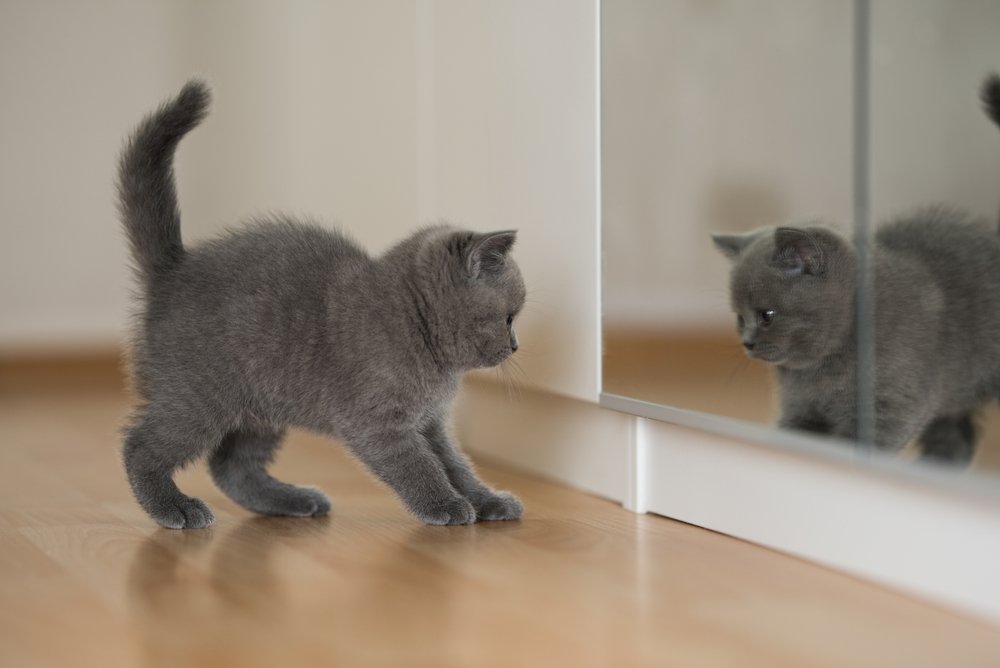 chaton british shorthair bleu regardant dans le miroir