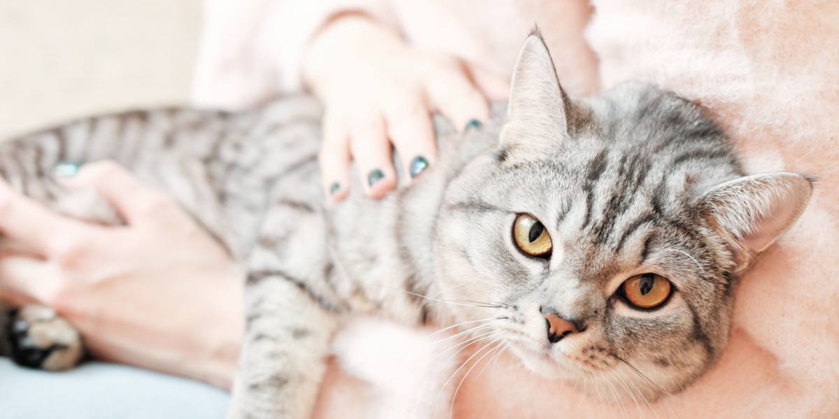 Un chat British Shorthair qui regarde attentivement, son visage rond et ses yeux captivants reflétant le charme distinctif et la curiosité caractéristique de la race.