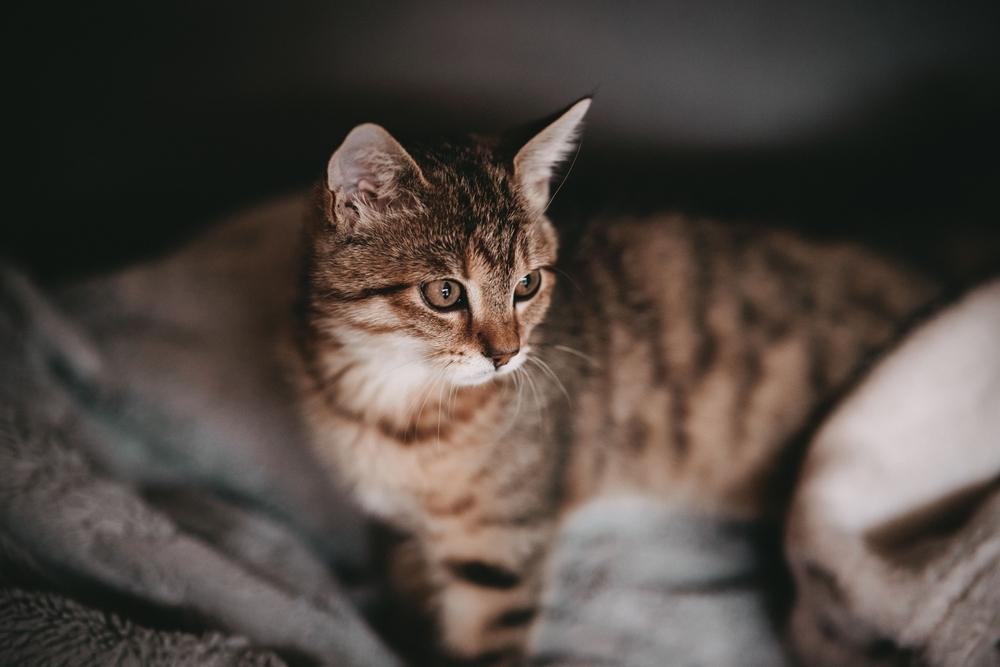 Une image mettant en scène un chat brun au regard attentif, détournant le regard de la caméra.