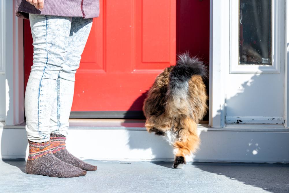 chat calico maine coon courant à l'intérieur de la maison