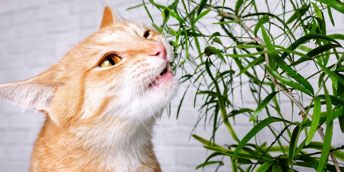 chat et une plante verte