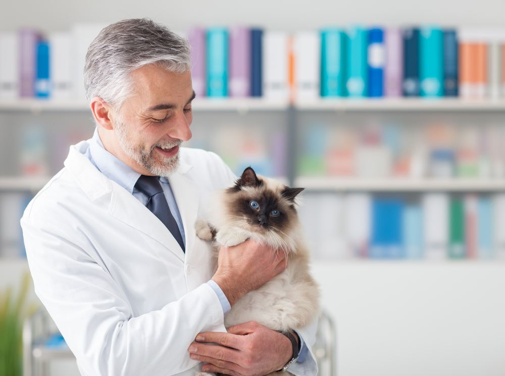 Chat à la clinique vétérinaire.