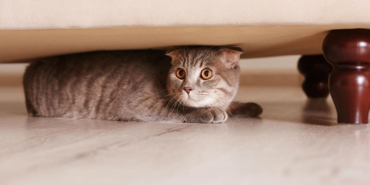 Chat timide cherchant refuge sous un meuble dans un environnement domestique. L'image montre un félin prudent, se sentant peut-être en sécurité lorsqu'il est caché.