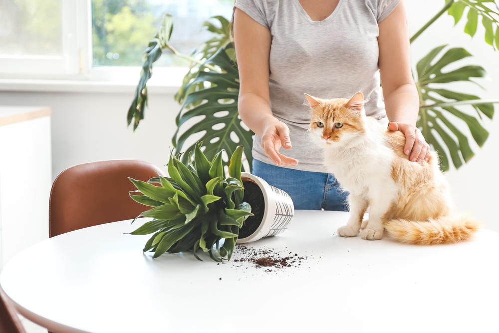 Le chat frappe la plante de la maison et regarde ailleurs le propriétaire