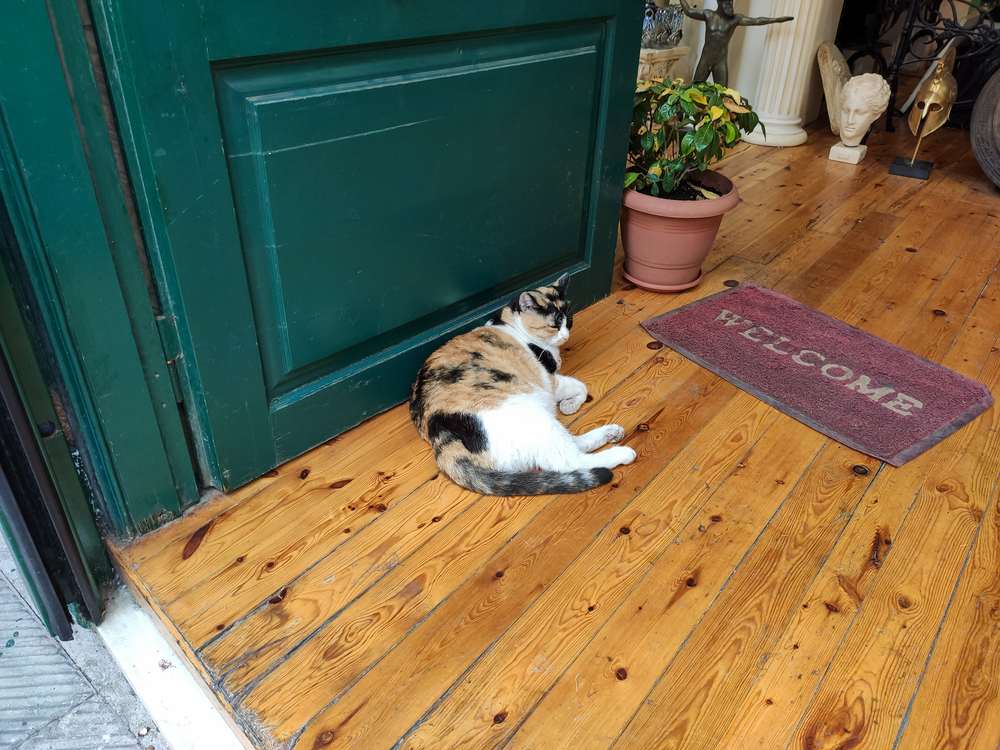 chat couché sur le sol près de la porte d'entrée