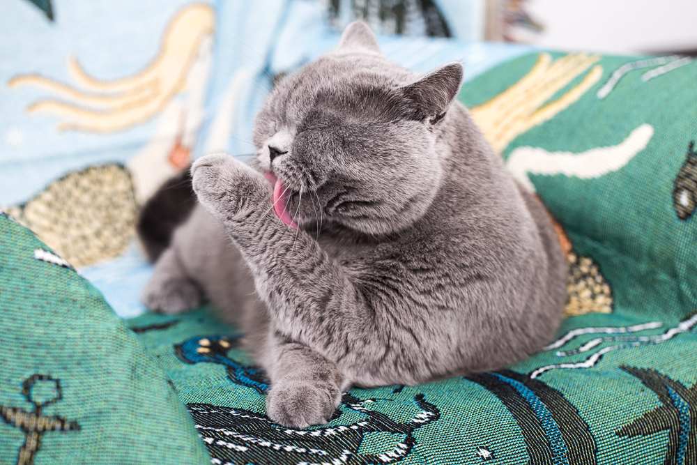 le chat lèche sa fourrure avec sa langue