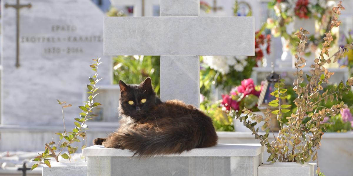 chat au cimetière