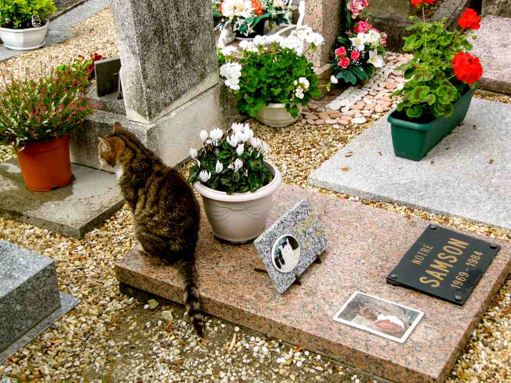 le chat s'assoit par terre pour se faire caresser