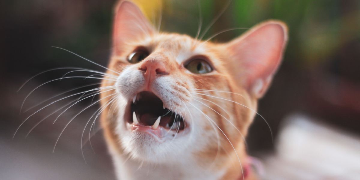 L'image capture un moment ludique d'un chat vocalisant pour des friandises, mettant en valeur son interaction et son excitation.