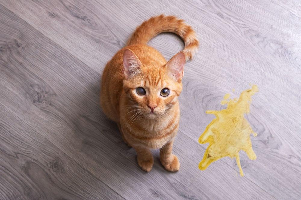 le chat vomit en regardant le propriétaire