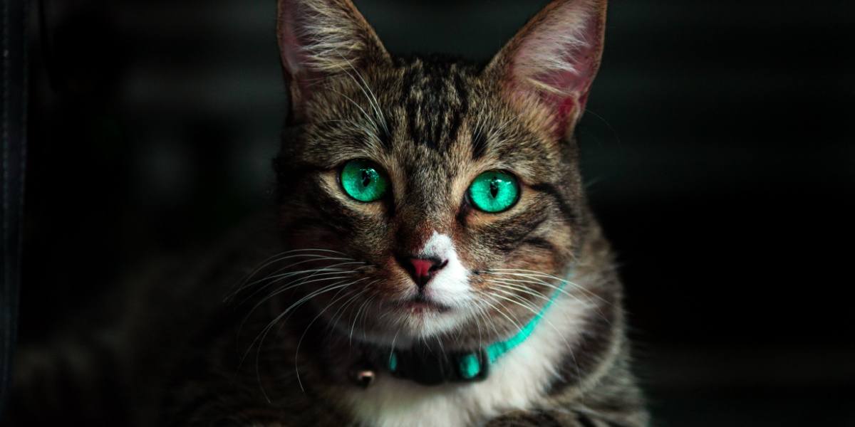 Un chat noir mystérieux aux yeux verts brillants et fascinants, évoquant une aura enchanteresse et captivante.