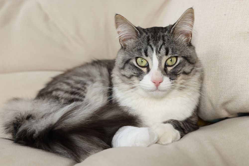 Chat blessé avec une patte blessée, montrant sa vulnérabilité. L'image montre un chat souffrant, mettant en évidence une blessure potentielle à l'une de ses pattes.