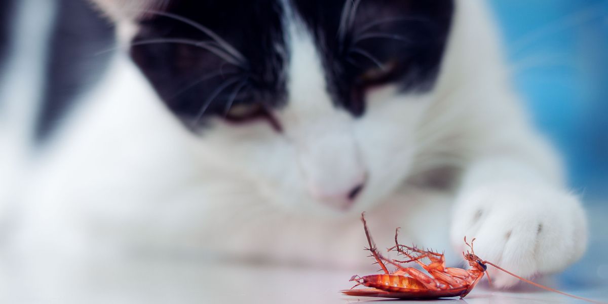 Une image représentant un chat et un cafard, représentant peut-être l'interaction du chat avec l'insecte.