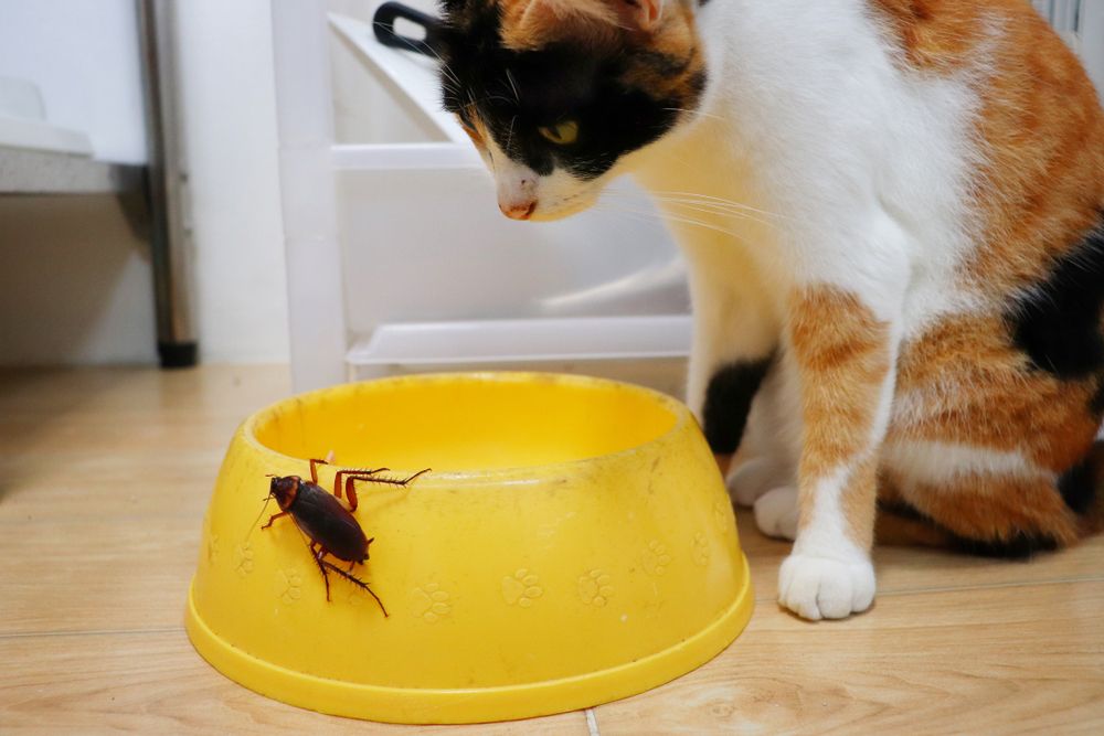 cafard sur un bol jaune et le chat le regarde