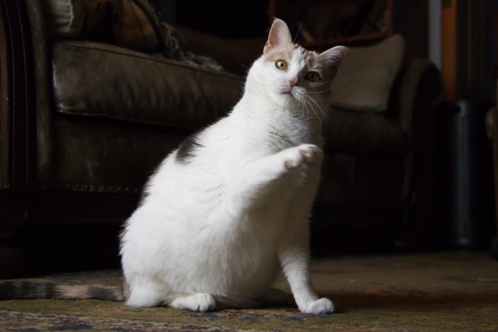 Une image amusante capturant un chat confus avec une patte levée d'une manière interrogative, reflétant la nature curieuse et inquisitrice du félin alors qu'il navigue dans son environnement.