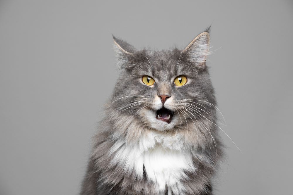 Mignon chat Maine Coon tabby bleu et blanc.