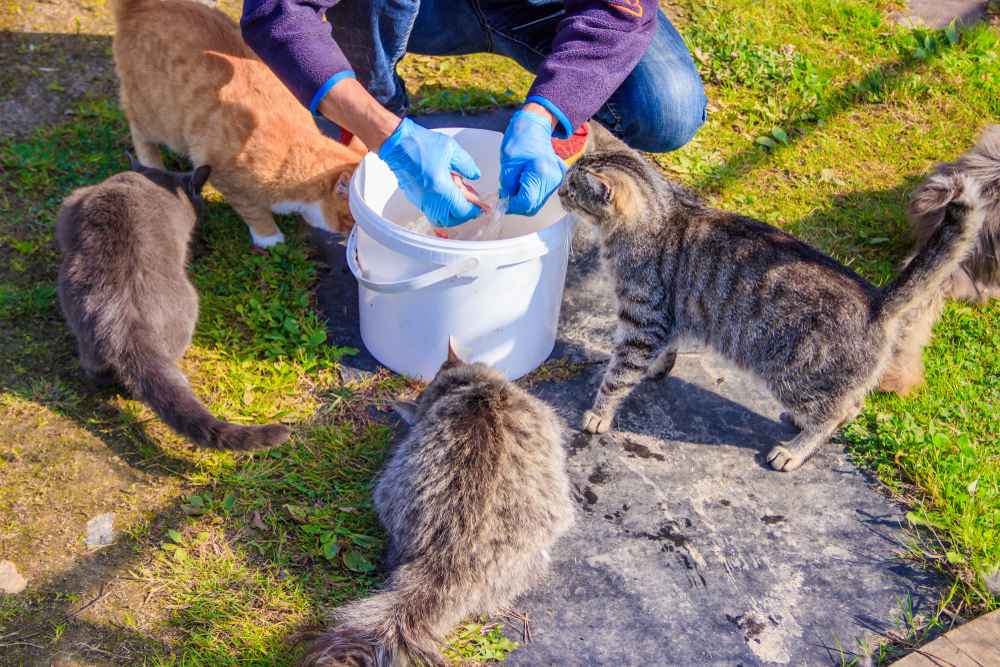 nourrir les chats errants