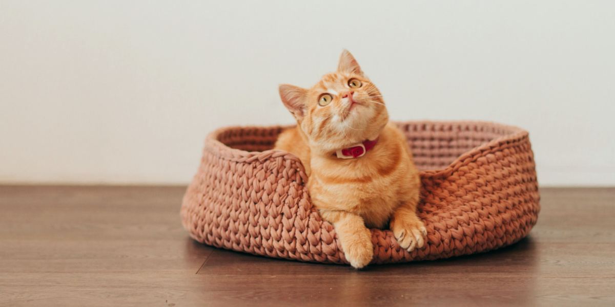 chaton roux tabby dans un lit pour chat rose tricoté